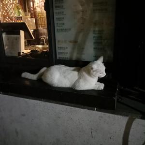 欧美一区二区A片
